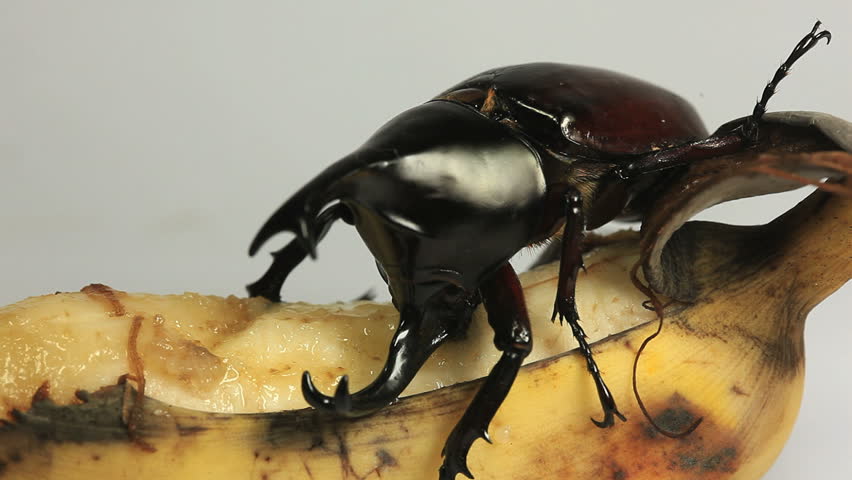 Rhinoceros Beetle Eating Banana Stock Footage Video (100% Royalty-free