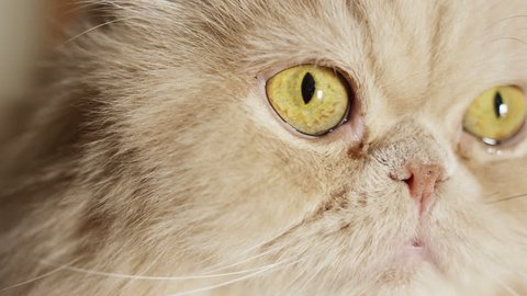 4k closeup shot of a fat yellow cat. Shot with Red Epic camera. Stock Video