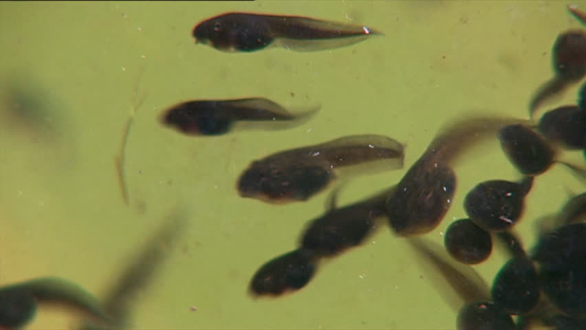 tadpole video