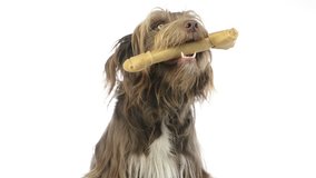Close-up of a Crossbreed dog holding a bone in its mouth