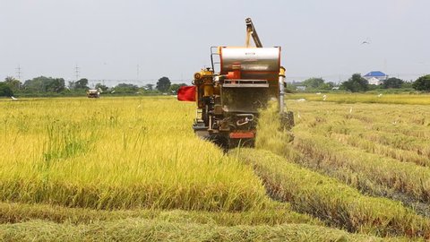 Farm Worker Harvesting Rice Tractor Thailand Stock Footage Video (100% ...