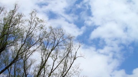 Time lapse of clouds passing over a tree in the early spring.