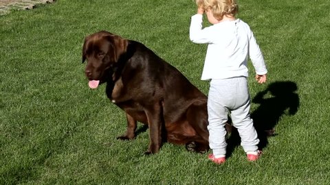 Little girl and Brown Labrador retriever 