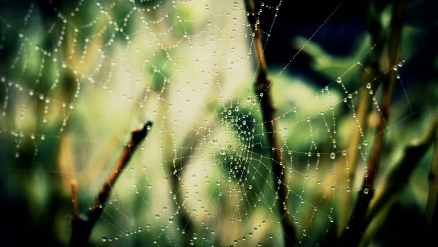 A Spiders Web.
