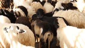 Sheeps in farm - Stock Video