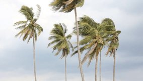 Coconut storm hit.