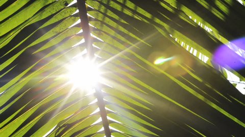 Shot of sunlight through palm frond, Kolkata, West Bengal, India