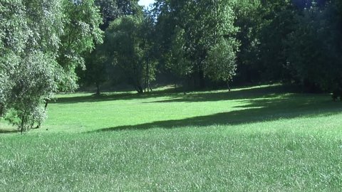 Time-lapse of a green lawn in a summer nature