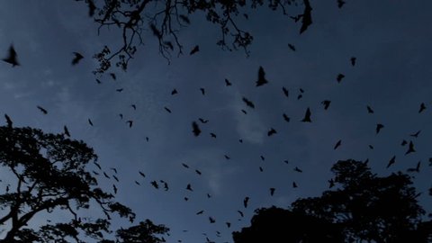 Fruit bat (flying fox) colony mass exodus at dusk with bats filling sky, tracking shot
