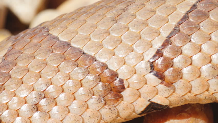 Copperhead Snake (Agkistron contortrix) is a venomous snake found throughout the