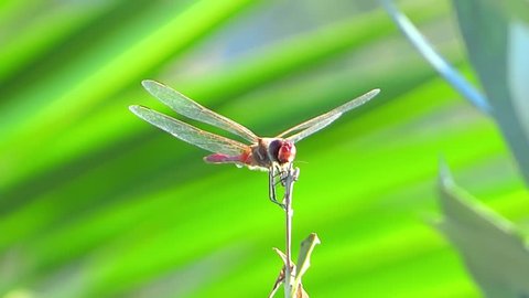 a red dragonfly 