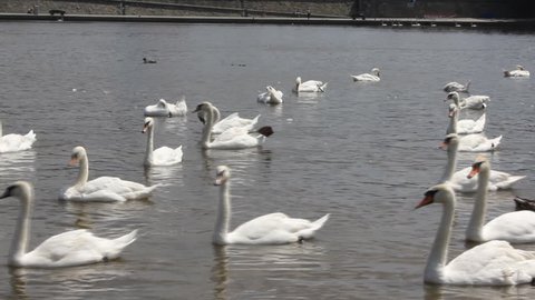 Swan cygnets feeding on a river 8369_02