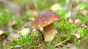 Cep Mushroom Picking . Growing Mushrooms in Autumn Forest. Boletus 