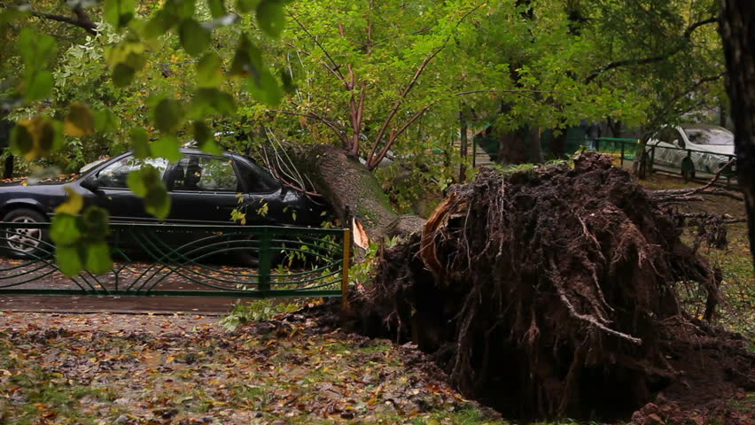 Hurricane in the city breaks tree and destroys cars