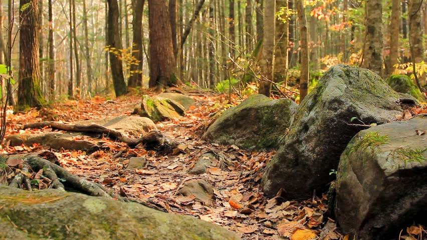 Young tourist man hikes away, through thick forest