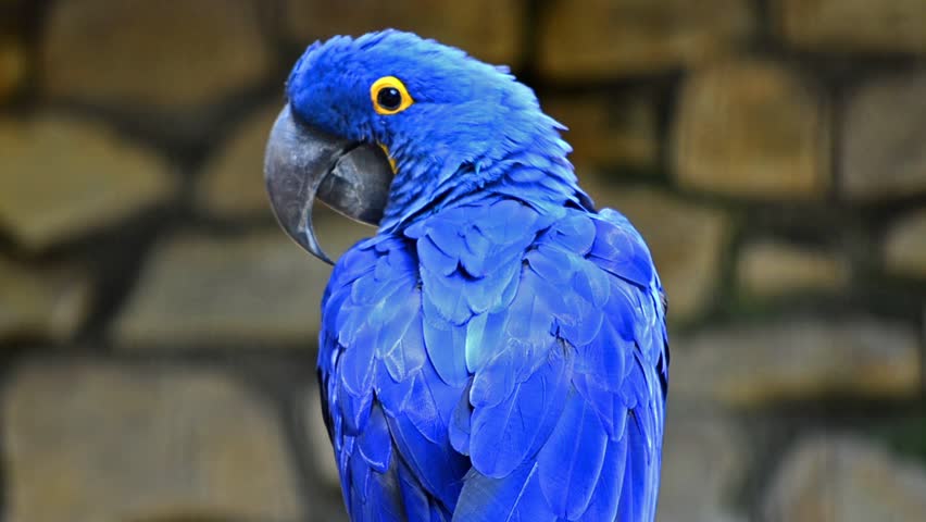 297 Hyacinth Macaw Stock Video Footage - 4K and HD Video Clips |  Shutterstock