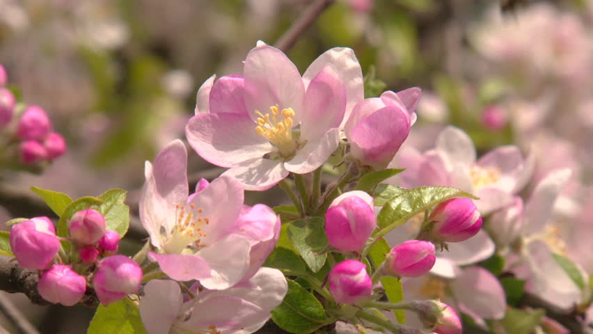 Apple Blossom And The Bee Stock Footage Video 100 Royalty Free Shutterstock