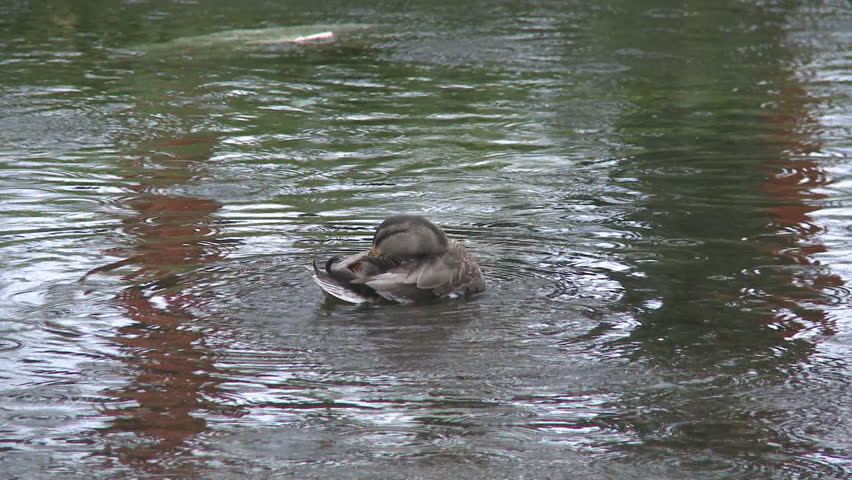 Duck cleaning itself in rain