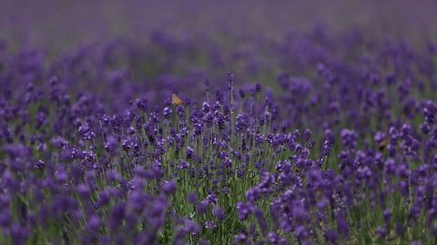 Butterfly in Lavender field.