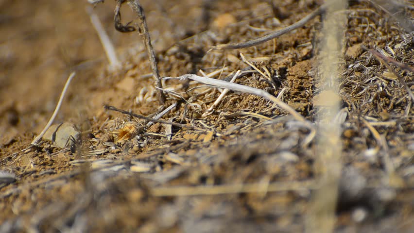 Macro photography of ants marching - Stock Video. Macro photography on a trail
