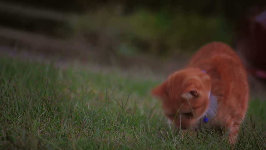 A house cat stalks and catches a field mouse.  Shot at 60fps for slow motion if