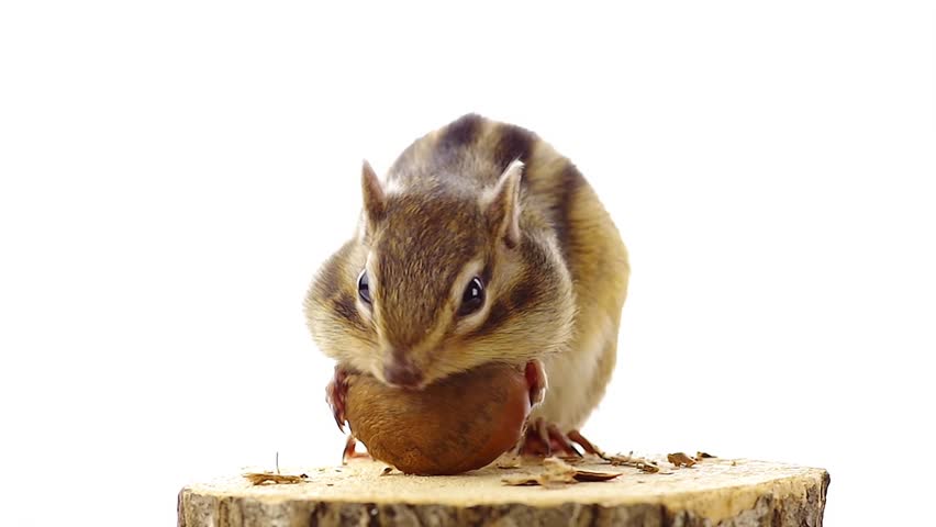 Chipmunk eating chestnuts on a tree stump, isolated on white background.