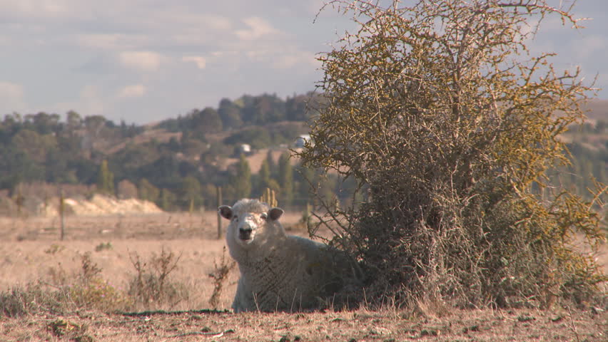 Sheep graze on dry fields during a severe drought. A sheep seeks shelter from