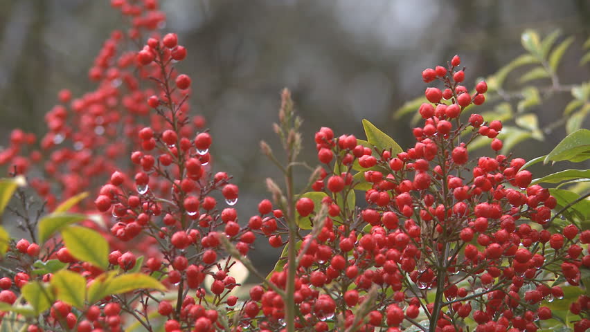 Red berries in the rain.