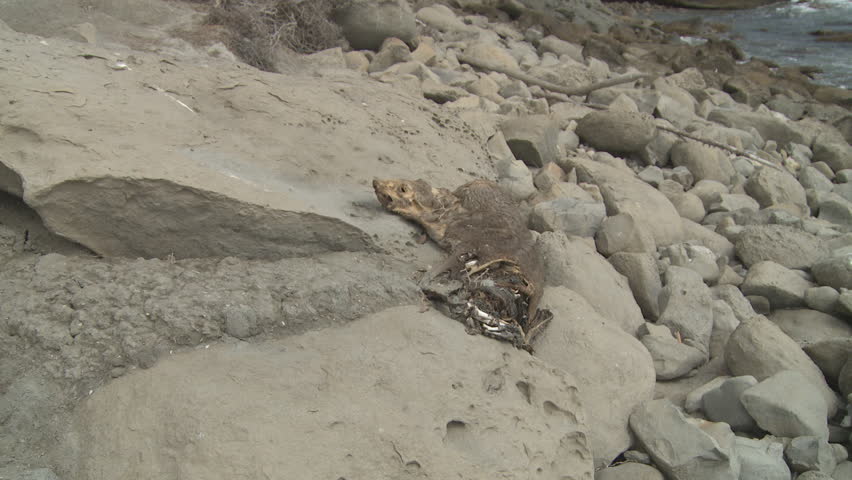 A dead and decaying seal lying on coastal rocks.