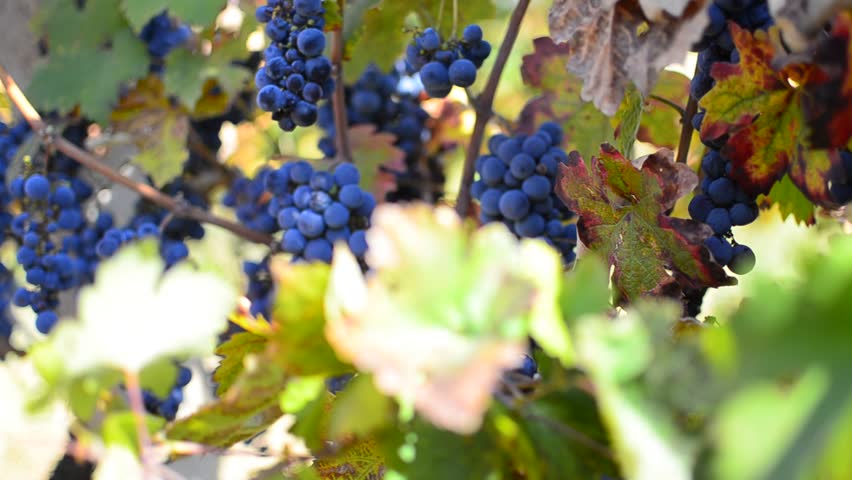 Hispanic Harvesting Wine Grapes in Vineyard - Stock Video. Hispanic Man