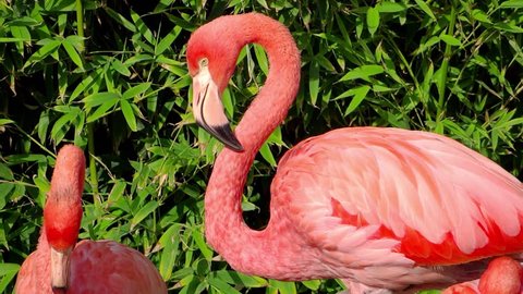 american flamingos
