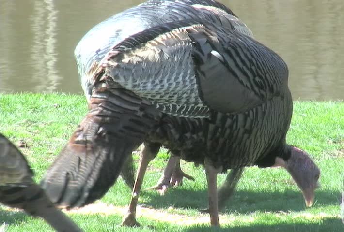 Two Male Turkeys showing full skirt