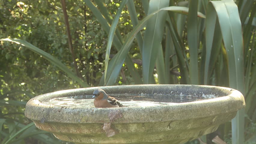 Bird in birdbath in slow motion