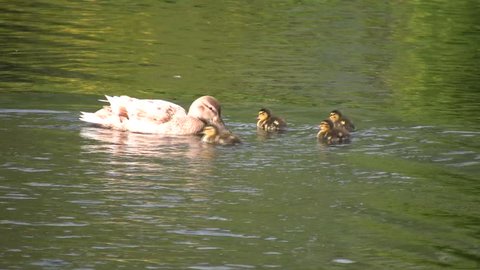 Mallard family swimming around a lake. Shot in HD 1080i.