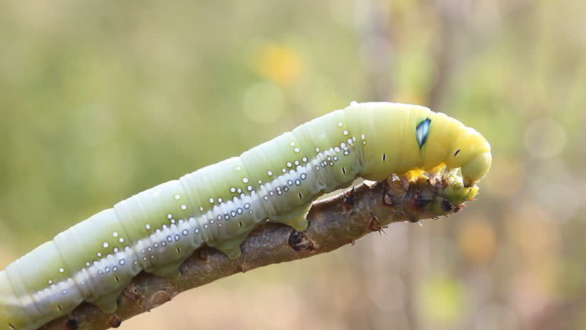Green Worms Eating Leaves. Stock Footage Video (100% ...
