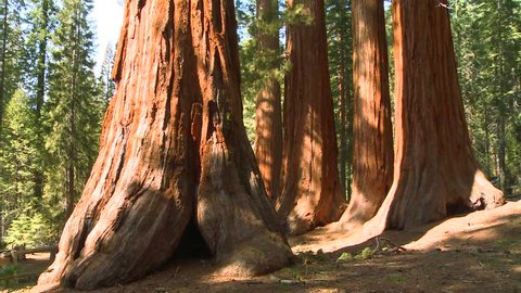Tilt up giant Sequoia trees in Yosemite National Park.