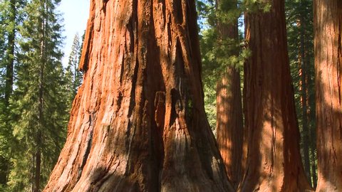 Giant Sequoia trees in Yosemite National Park.