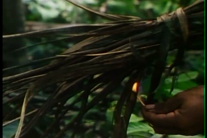 1980s - Forests are burned in the 1980s by natives.