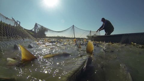 Fisherman Pulling a Fishing Net.Harvesting fish at fish farm.
 Fishing Industry. Carp Fish.