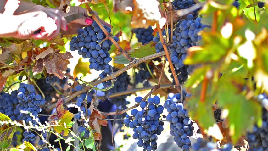 grape harvest. grape is collected in a vineyard for further fermentation and