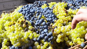 Basket Of Harvested Grapes In Vineyard - Stock Video. Grape inspection before further fermentation for alcohol, wine and brandy production