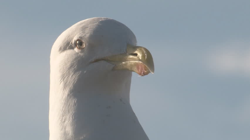 Close up of a seagulls head.