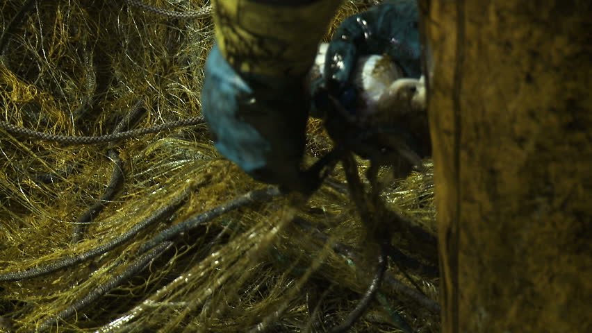 A fisherman pulls a fish from the net 