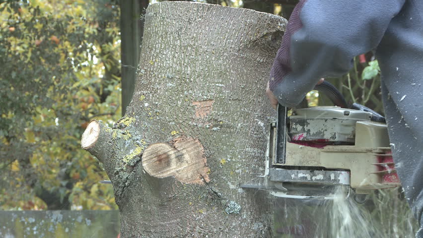 A close up of a chainsaw cutting through a tree.
