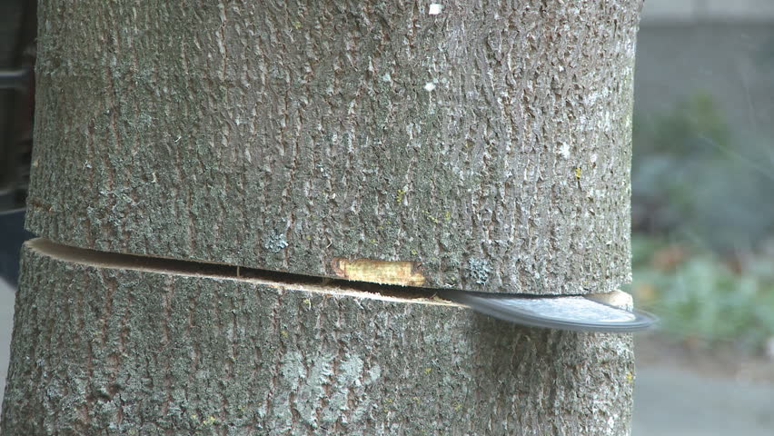 A close up of a chainsaw cutting through a tree.