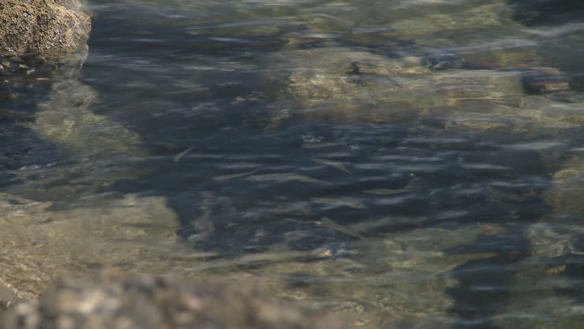 small fish swim in a tidal eddy 