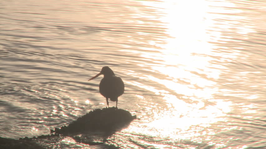 A back lit Oyster Catcher seabird by the ocean