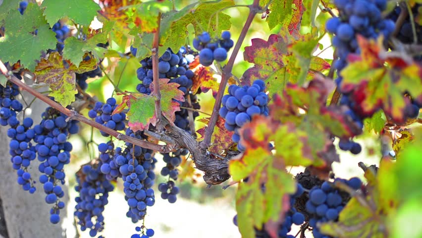 Autumn grape harvest, Pan across wine grapes, ripening in a vineyard.