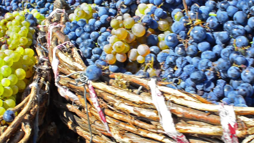 harvested grapes Italy in old wooden old fashioned baskets ready for