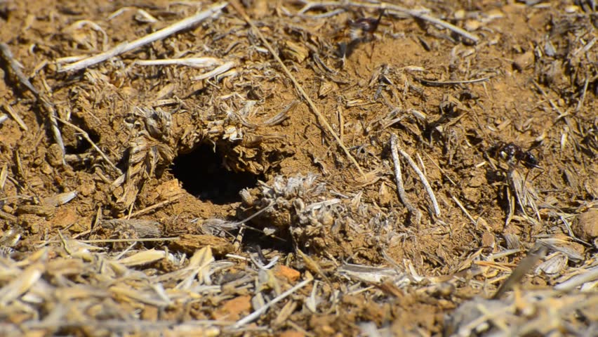 Ants In Action - Stock Video. Ants are collecting food out and entering in